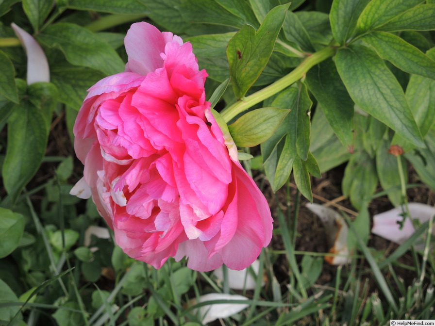 'Cytherea' peony photo