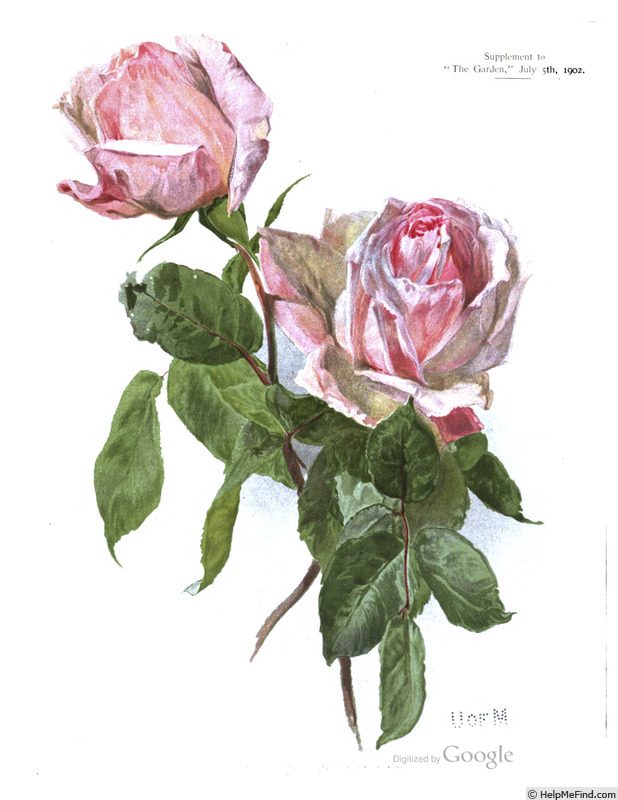 'Cleopatra (tea, Bennett, 1889)' rose photo