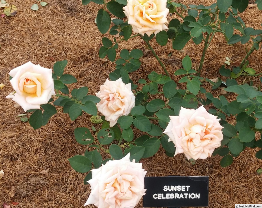 'Sunset Celebration ™' rose photo