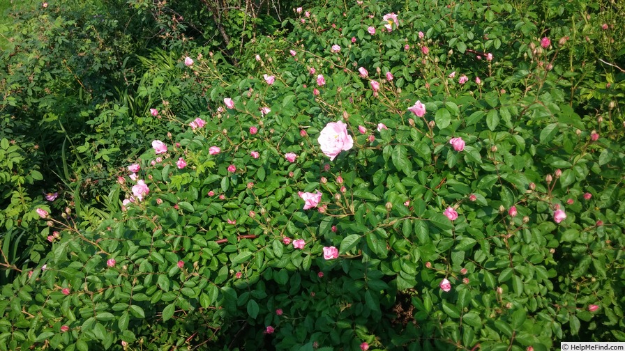 'Thérèse Bugnet (Rugosa, Bugnet, 1941)' rose photo