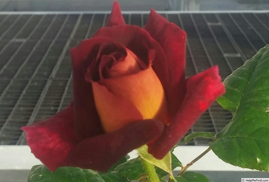 'Garden Director Bartje Miller' rose photo
