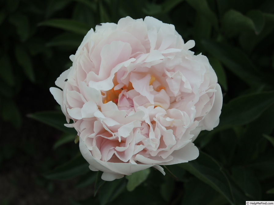 'Madame Jules Dessert' peony photo