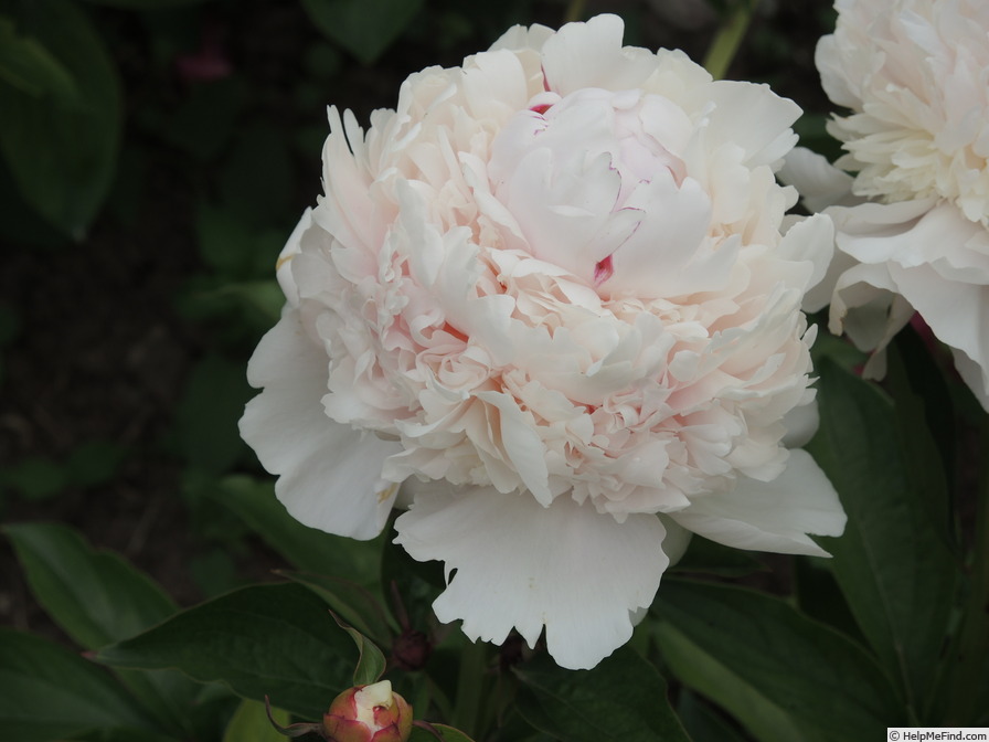 'Angel Cheeks' peony photo