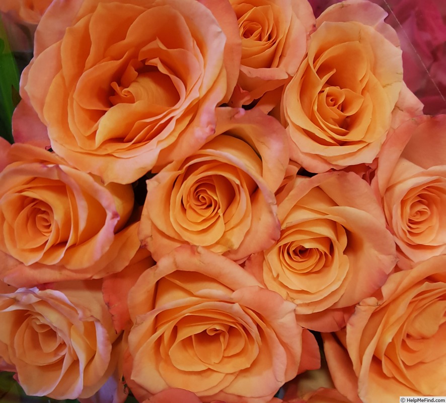 'Donna® (florists rose, Nirp)' rose photo