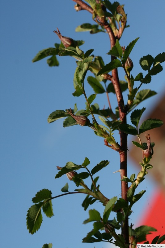 'Suzanne (hybrid spinosissima, Skinner, 1950)' rose, click to enlarge 'Suzanne (hybrid spinosissima, Skinner, 1950)' rose photo