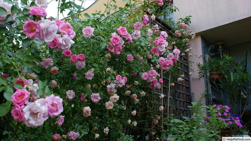 'Marietta Silva Tarouca' rose photo