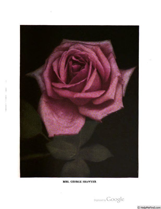 'Mrs. George Shawyer' rose photo
