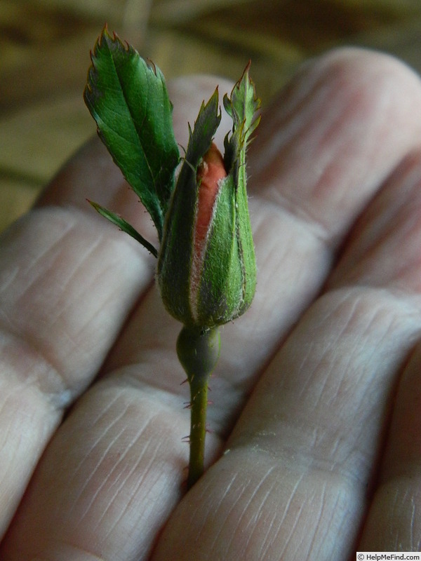 'L5617Hug#2' rose photo