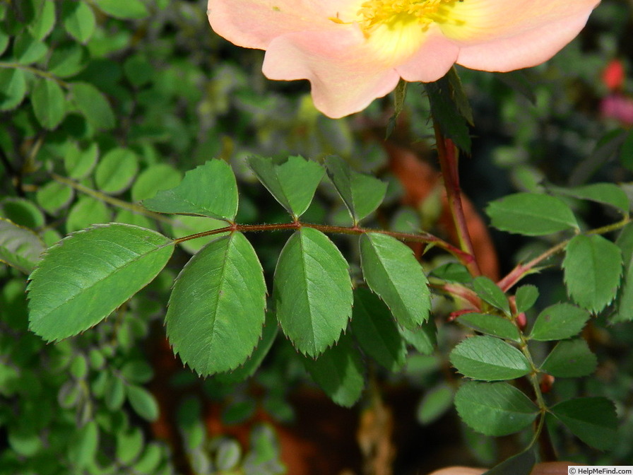 'L5617Hug#2' rose photo
