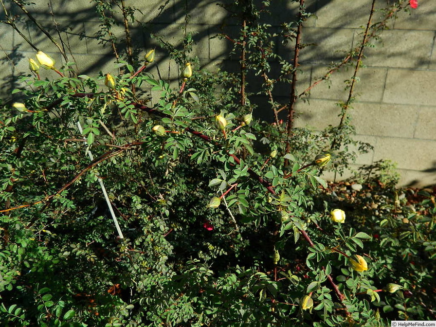 'GAX1-72-1Hugonis' rose photo