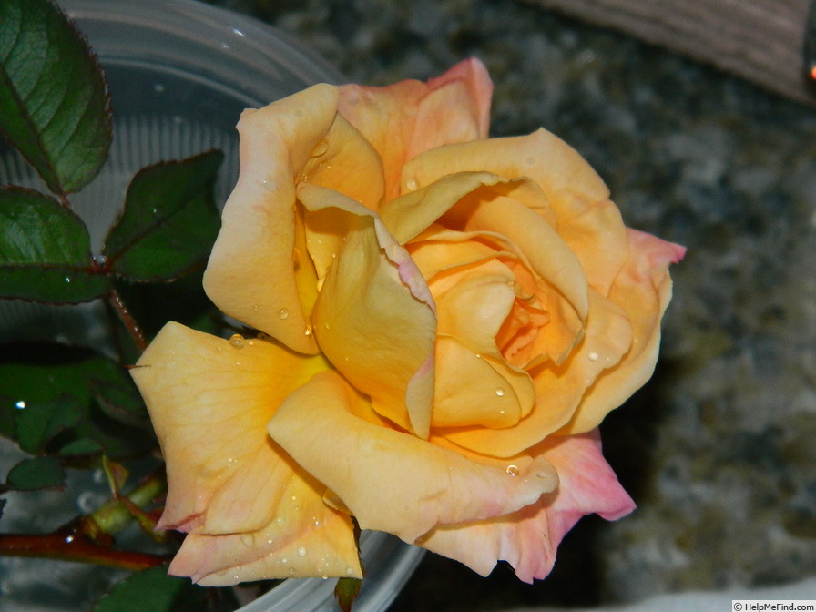 'SO17Hug#1' rose photo