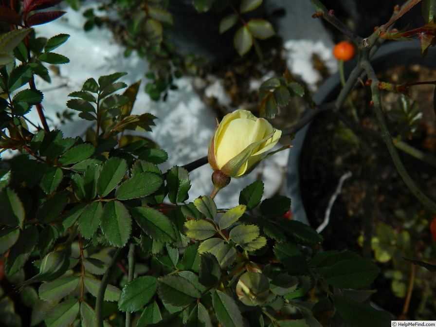 '1-72-1Hugonis flore plena' rose photo
