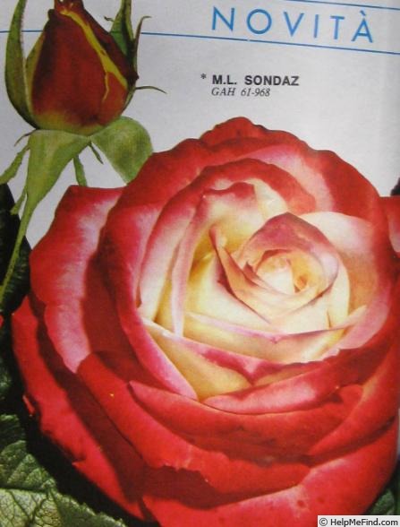 'Marie-Louise Sondaz' rose photo