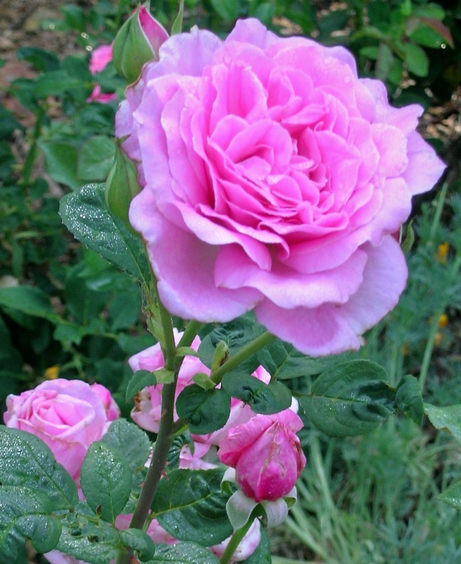 'Rosemary's Roses'  photo