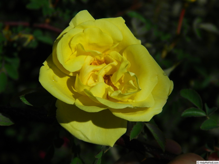 'GAX1-72-1Hugonis' rose photo