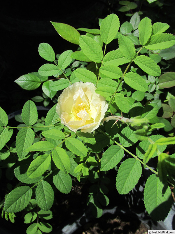 'Dr. E. M. Mills' rose photo