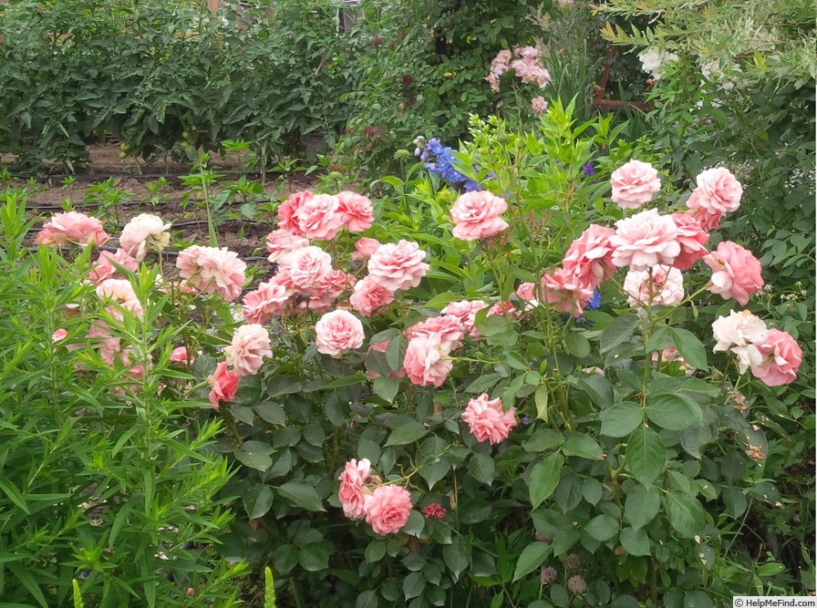 'Tournament of Roses' rose photo