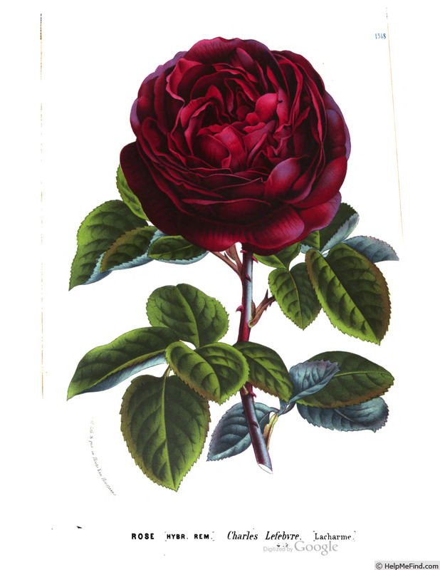 'Charles Lefèbvre' rose photo