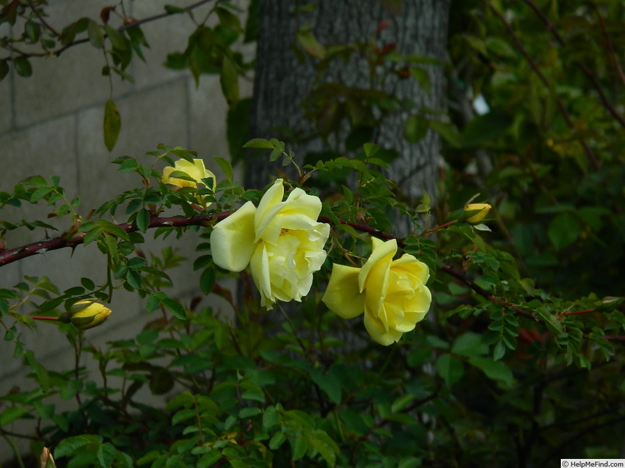 'GAX1-72-1Hugonis' rose photo