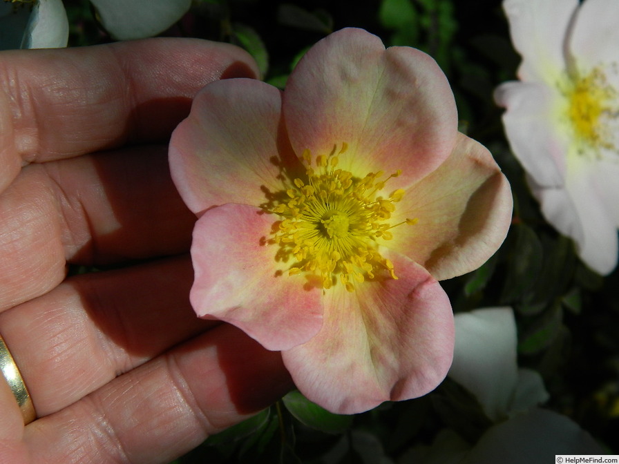'L5617Hug#2' rose photo