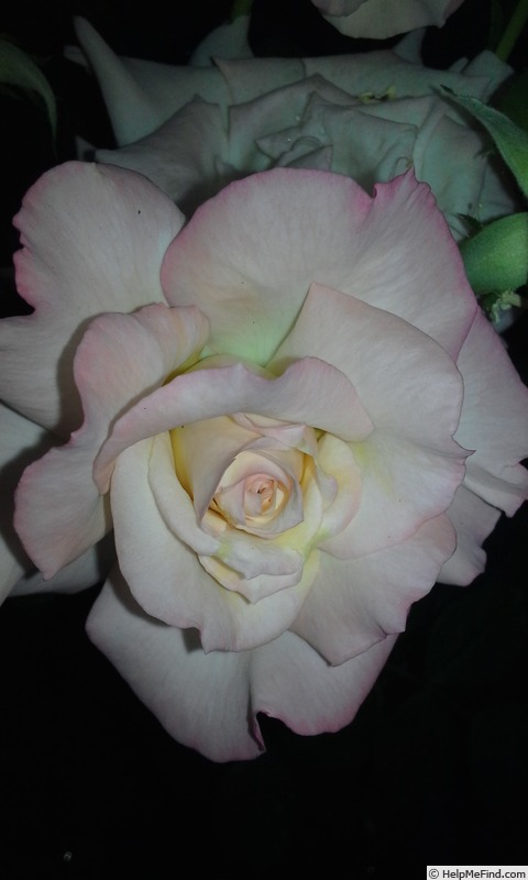 'Noble Birth' rose photo