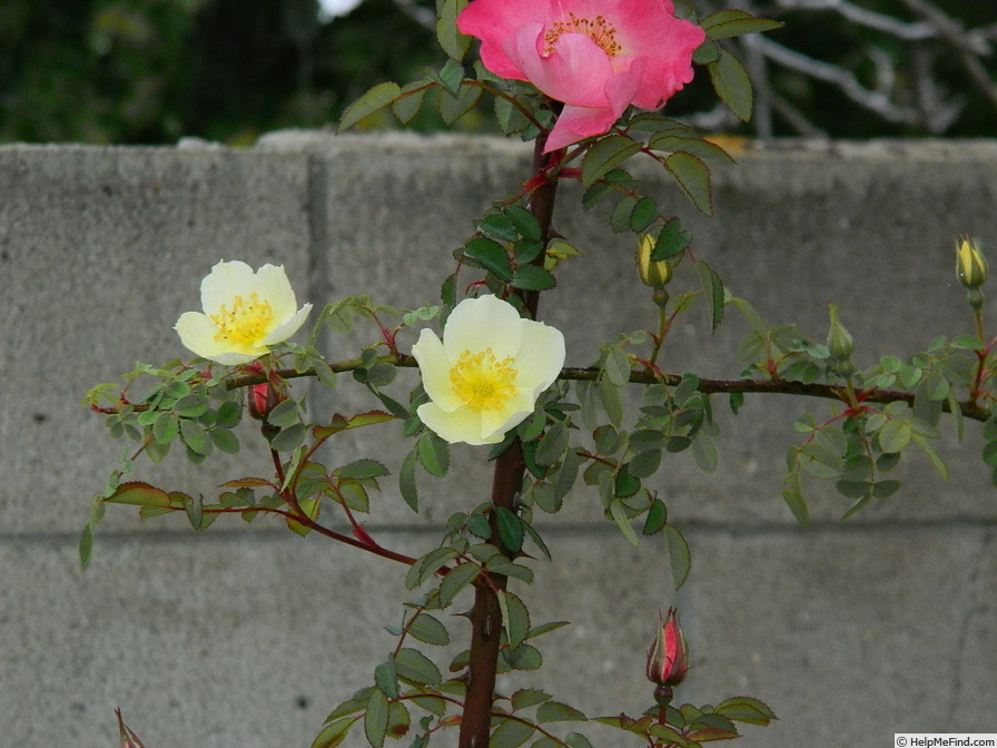 'L5617Hug#4' rose photo