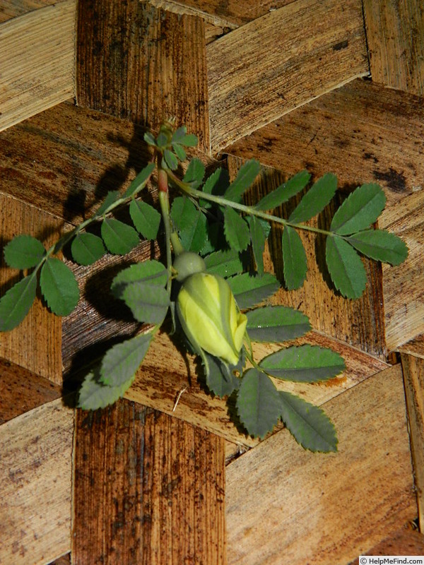 '<i>Rosa ecae</i> ssp. <i>primula</i> (Bouleng.) A.V. Roberts' rose photo
