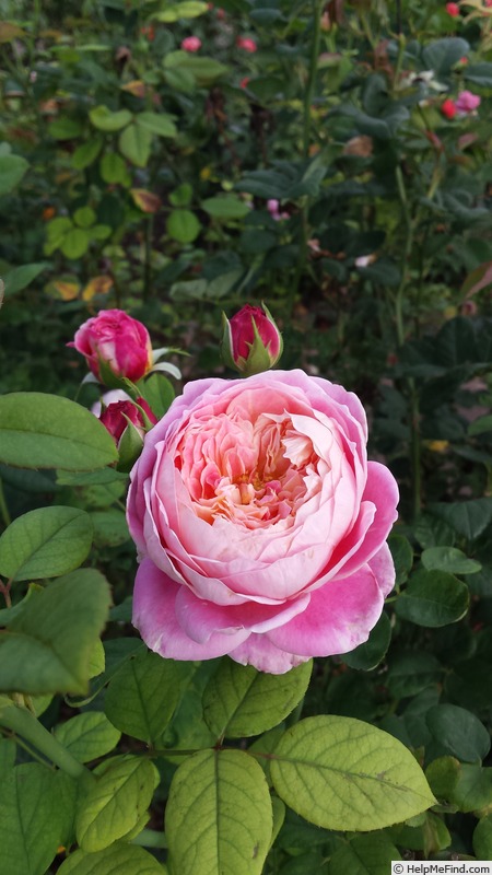 'Candice (Delbard Shrub)' rose photo