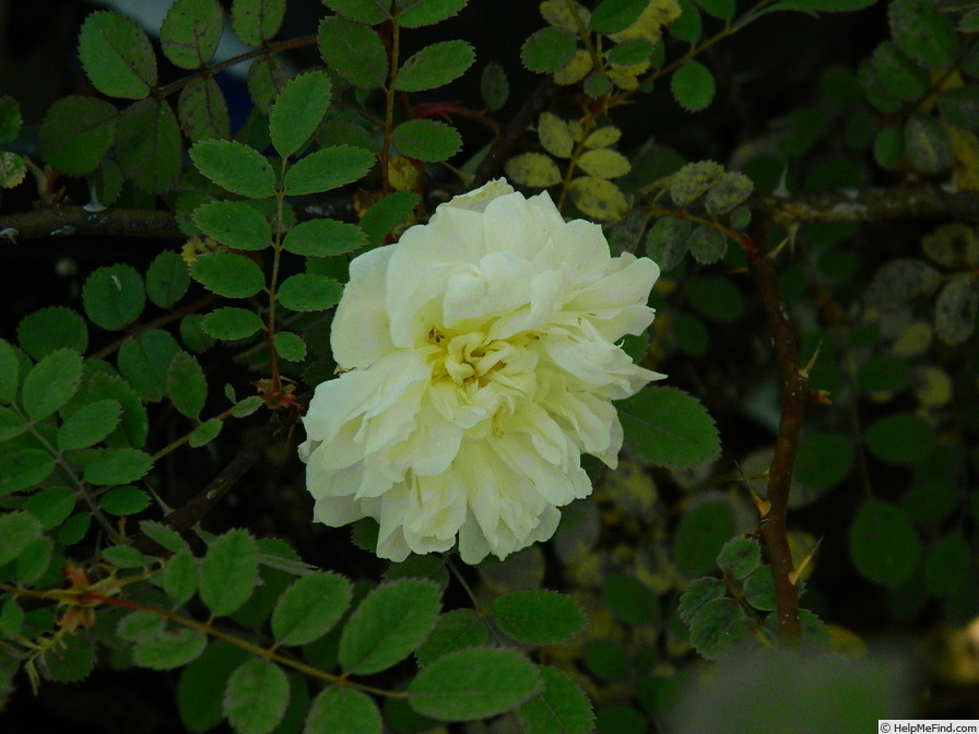 'PD17Hug' rose photo
