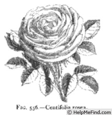 'Centifolia Rosea (hybrid perpetual, Touvais, 1863)' rose photo