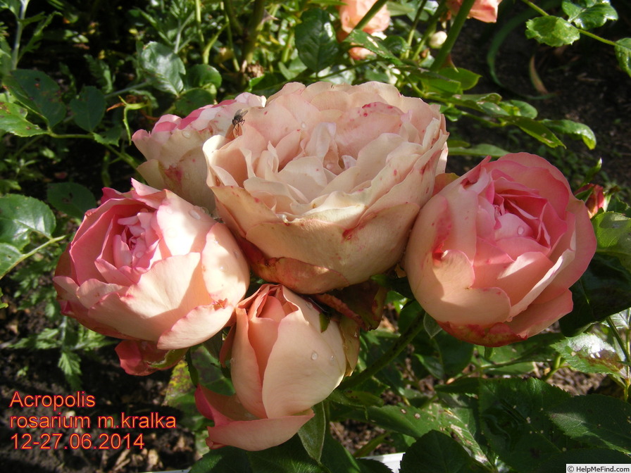 'Acropolis ®' rose photo