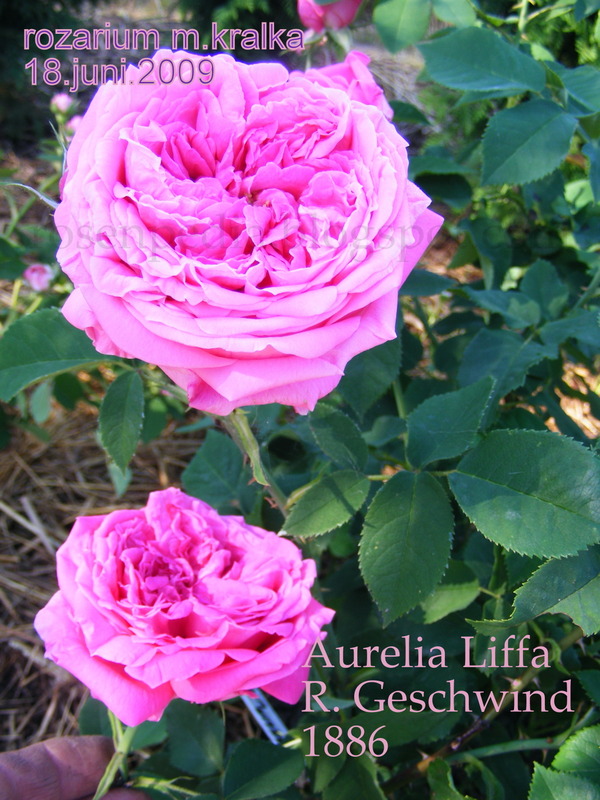 'Aurelia Liffa (rambler, Geschwind, 1885)' rose photo