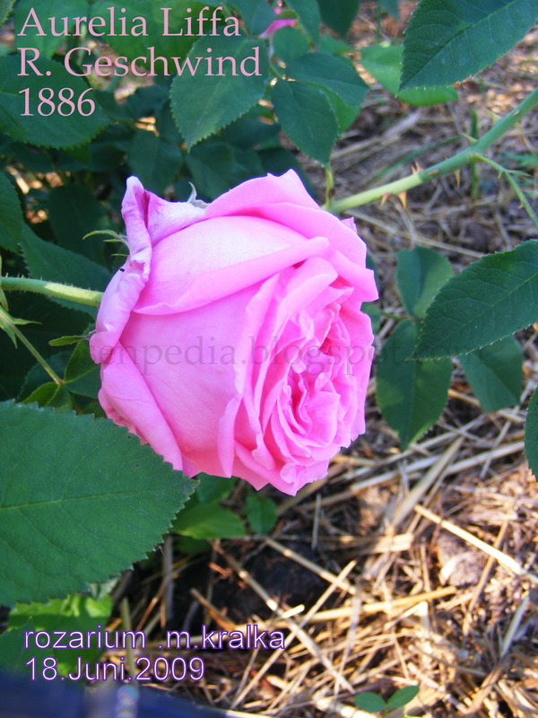 'Aurelia Liffa (rambler, Geschwind, 1885)' rose photo