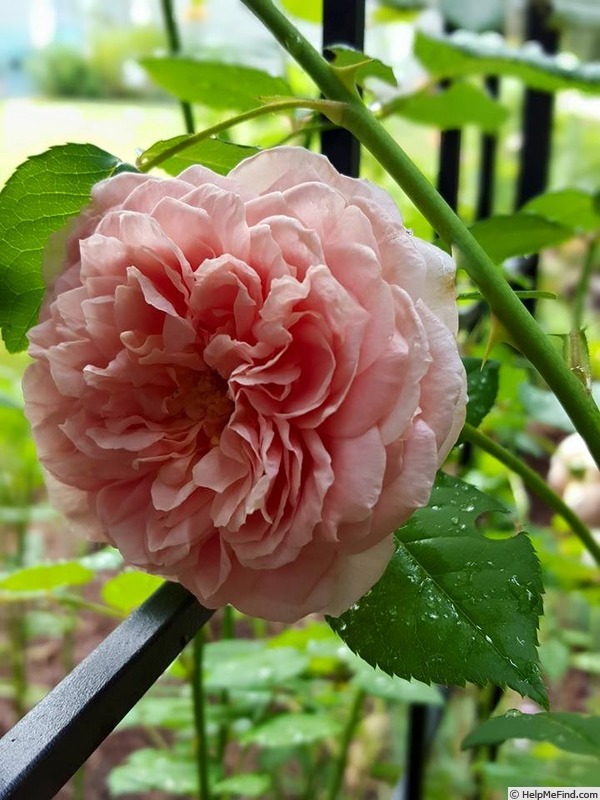 'Abraham Darby' rose photo