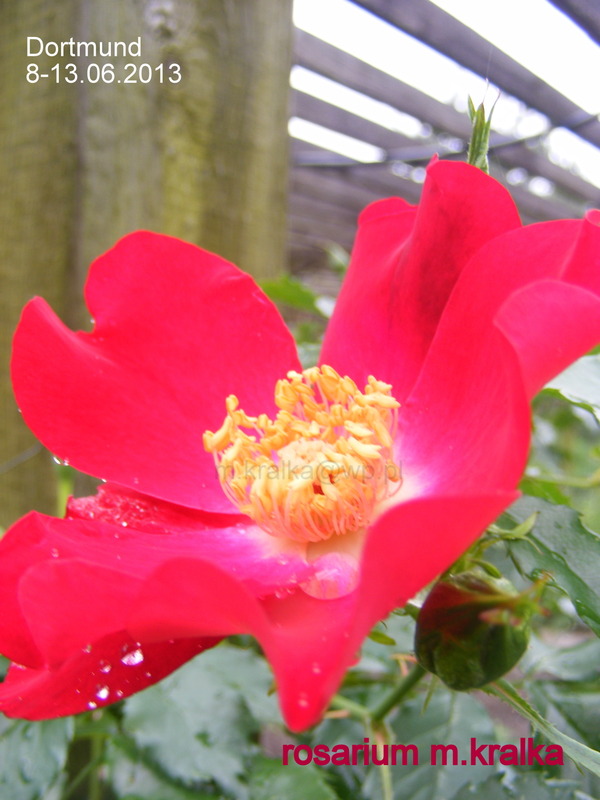 'Dortmund' rose photo