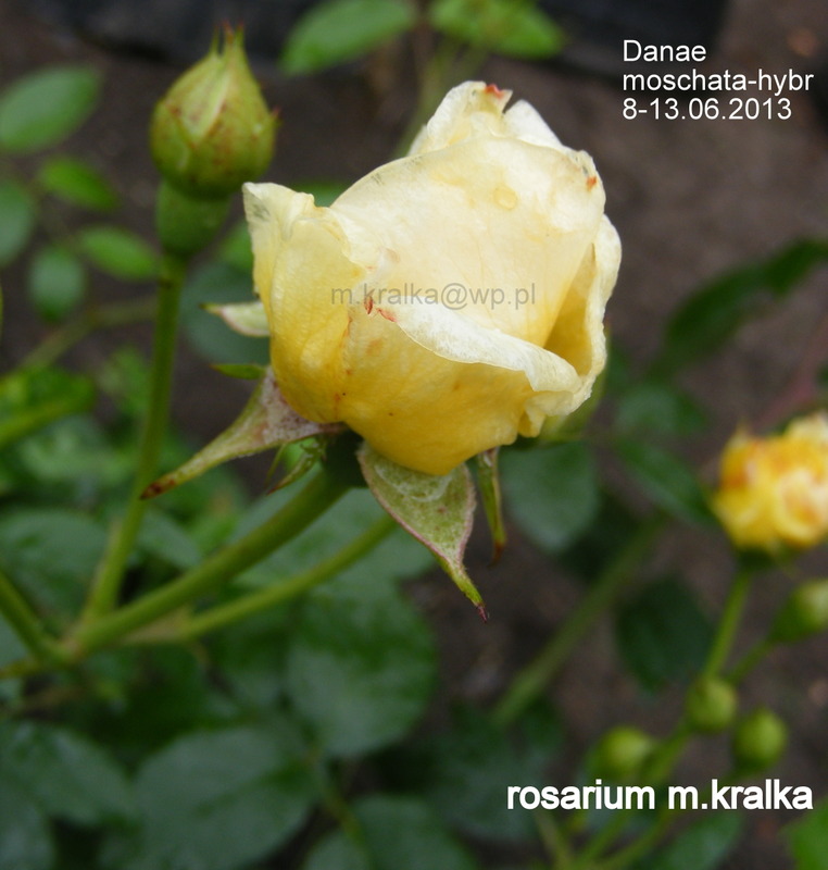 'Danaë (Hybrid Musk, Pemberton 1913)' rose photo