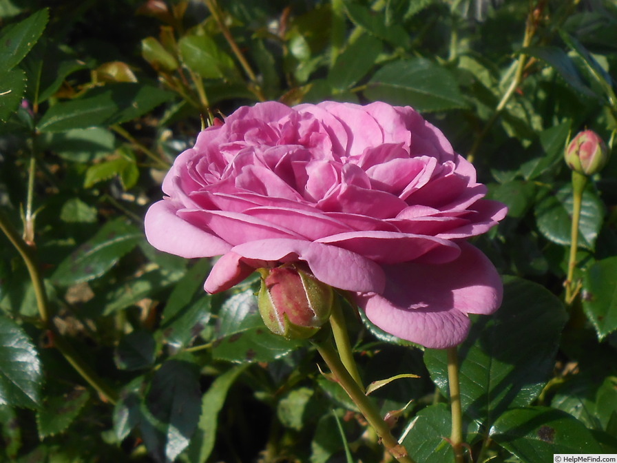 'Blue Boy (shrub, Interplant, 1995)' rose photo
