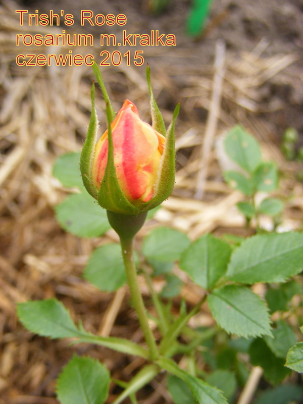 'Trisha' rose photo