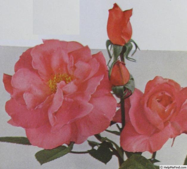 'Glorious (floribunda, Duehrsen, 1947)' rose photo