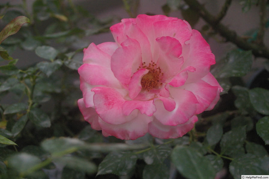 'Carmagnole ®' rose photo