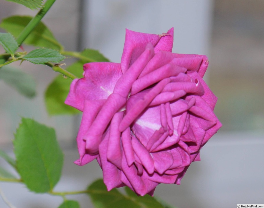'Kolo™' rose photo