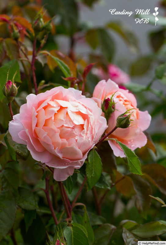 'Carding Mill ™' rose, click to enlarge 'Carding Mill ™' rose photo