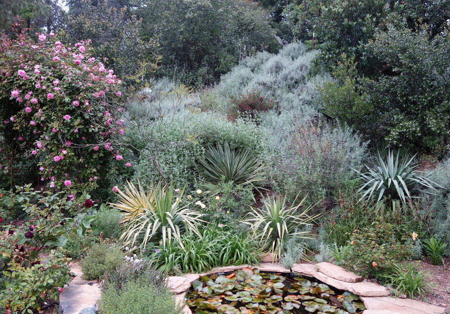 'Catspa's Livermore Garden'  photo