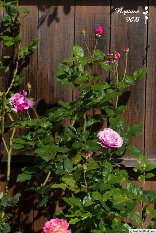 'Neptune ™ (hybrid tea, Carruth, 2003)' rose photo