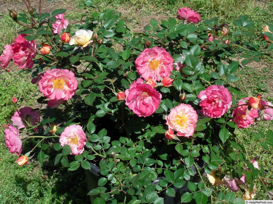 'Rainbow Happy Trails™' rose photo