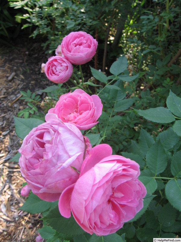 'Reine Victoria (bourbon, Schwartz, 1872)' rose, click to enlarge 'Reine Victoria (bourbon, Schwartz, 1872)' rose photo