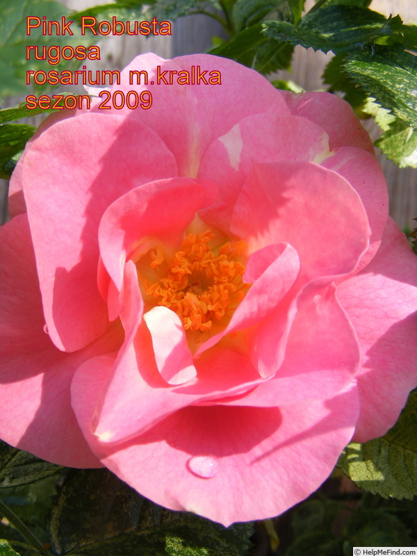 'Pink Robusta ®' rose photo