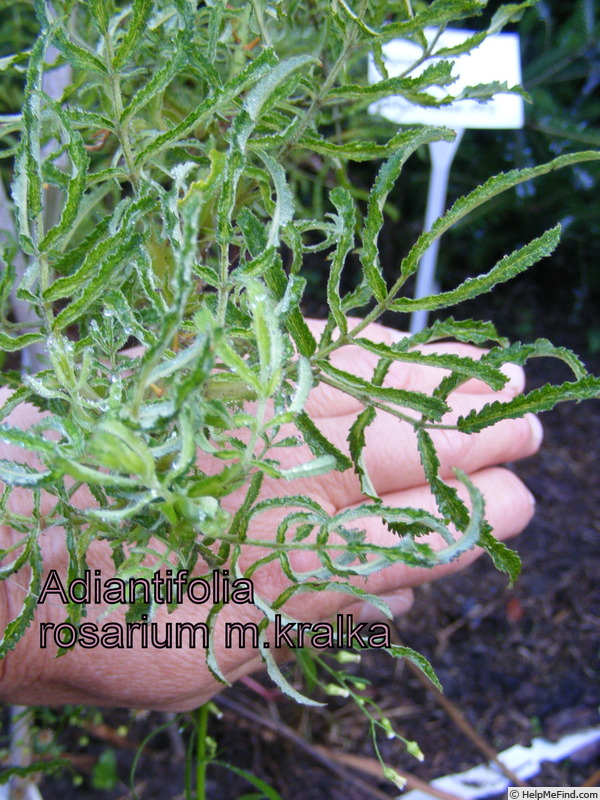 'Adiantifolia' rose photo