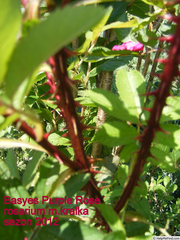 'Basye's Purple Rose' rose photo