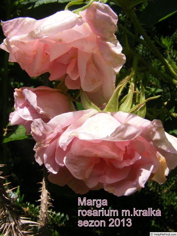 'Marga' rose photo